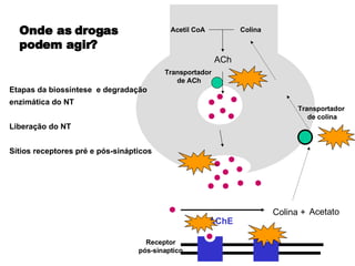 Acetil CoA Transportador  de colina AChE Colina + Acetato Colina ACh Transportador  de ACh Receptor pós-sinaptico Etapas da biossíntese  e degradação enzimática do NT  Liberação do NT Sítios receptores pré e pós-sinápticos Onde as drogas  podem agir? 