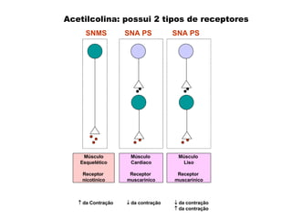    da contração SNA PS SNMS Acetilcolina: possui 2 tipos de receptores Músculo  Cardíaco Receptor  muscarínico Músculo Esquelético Receptor  nicotínico    da Contração     da contração    da contração SNA PS Músculo  Liso Receptor  muscarínico 