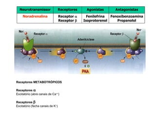 Receptores METABOTRÓPICOS Receptores     Excitatório (abre canais de Ca ++ ) Receptores   Excitatório (fecha canais de K + ) Antagonistas Agonistas Receptores Neurotransmissor Fenoxibenzoamina Propanolol Fenilefrina Isoproterenol Receptor   Receptor   Noradrenalina 