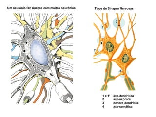 Tipos de Sinapse Nervosas  1 e 1’  axo-dendritica 2  axo-axonica 3  dendro-dendrítica 4  axo-somática Um neurônio faz sinapse com muitos neurônios  