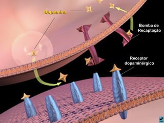 Dopamina Receptor  dopaminérgico Bomba de  Recaptaçâo 