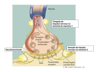 Chegada do Impulso nervoso no terminal do neurônio 1 Geração de impulso nervoso no neurônio 2 Neurotransmissâo  