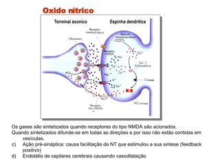Oxido nítrico Os gases são sintetizados quando receptores do tipo NMDA são acionados.  Quando sintetizados difunde-se em todas as direções e por isso não estão contidas em vesículas.  Ação pré-sináptica: causa facilitação do NT que estimulou a sua sintese (feedback positivo) Endotélio de capilares cerebrais causando vasodilatação  