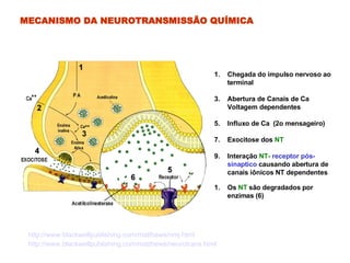MECANISMO DA NEUROTRANSMISSÃO QUÍMICA Chegada do impulso nervoso ao terminal Abertura de Canais de Ca Voltagem dependentes Influxo de Ca  (2o mensageiro) Exocitose dos  NT Interação  NT-   receptor pós-sinaptico  causando abertura de canais iônicos NT dependentes Os  NT  são degradados por  enzimas (6)  http://www.blackwellpublishing.com/matthews/nmj.html http://www.blackwellpublishing.com/matthews/neurotrans.html 