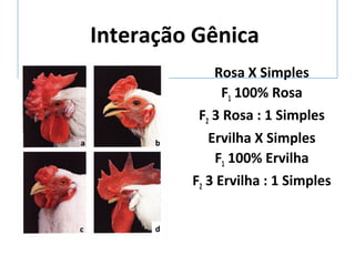 Interação Gênica 
Rosa X Simples 
F1 100% Rosa 
F2 3 Rosa : 1 Simples 
Ervilha X Simples 
F1 100% Ervilha 
F2 3 Ervilha : 1 Simples 
a b 
c d 
 