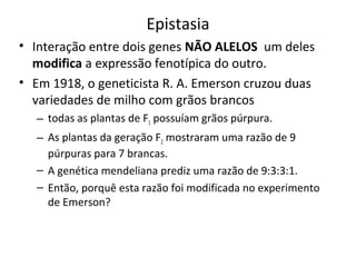 Epistasia 
• Interação entre dois genes NÃO ALELOS um deles 
modifica a expressão fenotípica do outro. 
• Em 1918, o geneticista R. A. Emerson cruzou duas 
variedades de milho com grãos brancos 
– todas as plantas de F1 possuíam grãos púrpura. 
– As plantas da geração F2 mostraram uma razão de 9 
púrpuras para 7 brancas. 
– A genética mendeliana prediz uma razão de 9:3:3:1. 
– Então, porquê esta razão foi modificada no experimento 
de Emerson? 
 