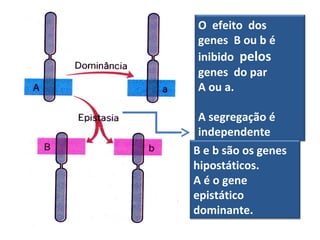 O efeito dos 
genes B ou b é 
inibido pelos 
genes do par 
A ou a. 
A segregação é 
independente 
B e b são os genes 
hipostáticos. 
A é o gene 
epistático 
dominante. 
 