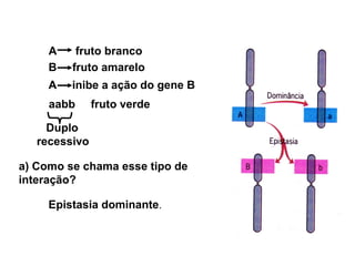 A fruto branco 
B fruto amarelo 
A inibe a ação do gene B 
aabb fruto verde 
Duplo 
recessivo 
a) Como se chama esse tipo de 
interação? 
Epistasia dominante. 
 