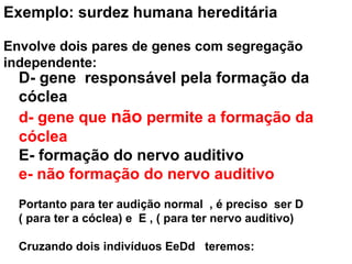 Exemplo: surdez humana hereditária 
Envolve dois pares de genes com segregação 
independente: 
D- gene responsável pela formação da 
cóclea 
d- gene que não permite a formação da 
cóclea 
E- formação do nervo auditivo 
e- não formação do nervo auditivo 
Portanto para ter audição normal , é preciso ser D 
( para ter a cóclea) e E , ( para ter nervo auditivo) 
Cruzando dois indivíduos EeDd teremos: 
 