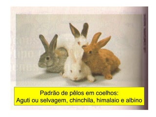 Padrão de pêlos em coelhos: 
Aguti ou selvagem, chinchila, himalaio e albino 
 
