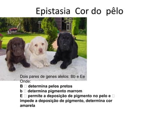 Epistasia Cor do pêlo 
Dois pares de genes alelos: Bb e Ee 
Onde: 
B  determina pelos pretos 
b  determina pigmento marrom 
E  permite a deposição de pigmento no pelo e  
impede a deposição de pigmento, determina cor 
amarela 
 