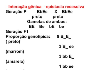 Interação gênica – epistasia recessiva 
Geração P BbEe X BbEe 
preto preto 
Gametas de ambos: 
BE Be bE be 
Geração F1 
Proporção genotípica: 9 B_E_ 
( preto) 
3 B_ ee 
(marrom) 
3 bb E_ 
(amarelo) 
1 bb ee 
(amarelo) 
 