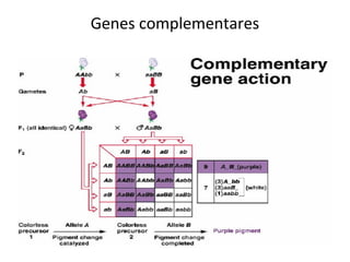 Genes complementares 
 