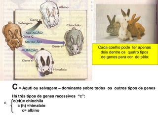 C = Aguti ou selvagem – dominante sobre todos os outros tipos de genes 
Há três tipos de genes recessivos “c”: 
c(ch)= chinchila 
c (h) =himalaio 
c= albino 
Cada coelho pode ter apenas 
dois dentre os quatro tipos 
de genes para cor do pêlo: 
c 
 