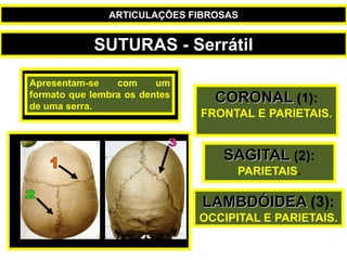 Apresentam-se com um
formato que lembra os dentes
de uma serra.
SAGITAL (2):
PARIETAIS.
CORONAL (1):
FRONTAL E PARIETAIS.
LAMBDÓIDEA (3):
OCCIPITAL E PARIETAIS.
SUTURAS - Serrátil
ARTICULAÇÕES FIBROSAS
 