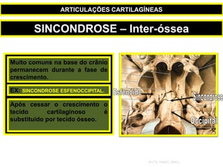 Muito comuns na base do crânio
permanecem durante a fase de
crescimento.
EX: SINCONDROSE ESFENOCCIPITAL.
Após cessar o crescimento o
tecido cartilaginoso é
substituído por tecido ósseo.
(PUTZ; PABST, 2000.)
SINCONDROSE – Inter-óssea
ARTICULAÇÕES CARTILAGÍNEAS
 