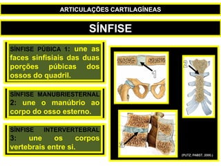 SÍNFISE PÚBICA 1: une as
faces sinfisiais das duas
porções púbicas dos
ossos do quadril.
SÍNFISE MANUBRIESTERNAL
2: une o manúbrio ao
corpo do osso esterno.
SÍNFISE INTERVERTEBRAL
3: une os corpos
vertebrais entre si.
(PUTZ; PABST, 2000.)
SÍNFISE
ARTICULAÇÕES CARTILAGÍNEAS
 