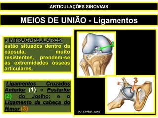  INTRACAPSULARES:
estão situados dentro da
cápsula, muito
resistentes, prendem-se
as extremidades ósseas
articulares.
Ligamentos Cruzados
Anterior (1), e Posterior
(2) do Joelho; e o
Ligamento da cabeça do
fêmur (3) (PUTZ; PABST, 2000.)
MEIOS DE UNIÃO - Ligamentos
ARTICULAÇÕES SINOVIAIS
 