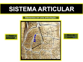 Elementos em uma articulação:
SISTEMA ARTICULAR
Face
Articular 1
Meio de
União 2
 