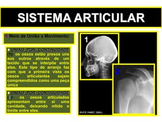  Meio de União x Movimento:
SISTEMA ARTICULAR
 UNIÃO POR CONTINUIDADE
(1): os ossos estão presos uns
aos outros através de um
tecido que se interpõe entre
eles. Este tipo de arranjo faz
com que a primeira vista os
ossos articulantes sejam
compreendidos como uma peça
única
 UNIÃO POR CONTIGÜIDADE
(2): os ossos articulados
apresentam entre si uma
cavidade, deixando nítido o
limite entre eles. (PUTZ; PABST, 2000.)
 