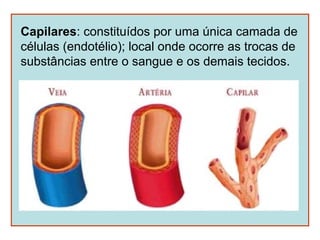 Capilares: constituídos por uma única camada de
células (endotélio); local onde ocorre as trocas de
substâncias entre o sangue e os demais tecidos.
 