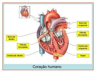 Coração humano
 