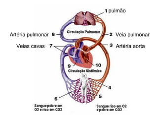 pulmão



Artéria pulmonar     Veia pulmonar

  Veias cavas        Artéria aorta
 