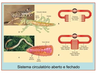 Sistema circulatório aberto e fechado
 