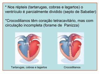 * Nos répteis (tartarugas, cobras e lagartos) o
ventrículo é parcialmente dividido (septo de Sabatier)

*Crocodilianos têm coração tetracavitário, mas com
circulação incompleta (forame de Panizza)




   Tartarugas, cobras e lagartos   Crocodilianos
 