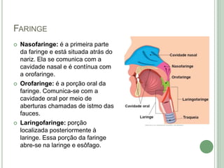 FARINGE
 Nasofaringe: é a primeira parte
da faringe e está situada atrás do
nariz. Ela se comunica com a
cavidade nasal e é contínua com
a orofaringe.
 Orofaringe: é a porção oral da
faringe. Comunica-se com a
cavidade oral por meio de
aberturas chamadas de istmo das
fauces.
 Laringofaringe: porção
localizada posteriormente à
laringe. Essa porção da faringe
abre-se na laringe e esôfago.
 
