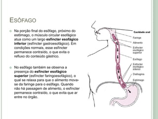 ESÔFAGO
 Na porção final do esôfago, próximo do
estômago, o músculo circular esofágico
atua como um largo esfíncter esofágico
inferior (esfíncter gastroesofágico). Em
condições normais, esse esfíncter
permanece contraído, o que evita o
refluxo do conteúdo gástrico.
 No esôfago também se observa a
presença do esfíncter esofágico
superior (esfíncter faringoesofágico), o
qual se relaxa para que o alimento mova-
se da faringe para o esôfago. Quando
não há passagem de alimento, o esfíncter
permanece contraído, o que evita que ar
entre no órgão.
 