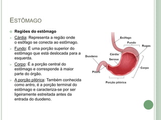ESTÔMAGO
 Regiões do estômago
 Cárdia: Representa a região onde
o esôfago se conecta ao estômago.
 Fundo: É uma porção superior do
estômago que está deslocada para a
esquerda.
 Corpo: É a porção central do
estômago e corresponde à maior
parte do órgão.
 A porção pilórica: Também conhecida
como antro, é a porção terminal do
estômago e caracteriza-se por ser
ligeiramente estreitada antes da
entrada do duodeno.
 