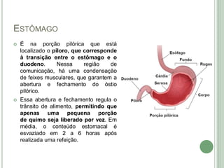 ESTÔMAGO
 É na porção pilórica que está
localizado o piloro, que corresponde
à transição entre o estômago e o
duodeno. Nessa região de
comunicação, há uma condensação
de feixes musculares, que garantem a
abertura e fechamento do óstio
pilórico.
 Essa abertura e fechamento regula o
trânsito de alimento, permitindo que
apenas uma pequena porção
de quimo seja liberado por vez. Em
média, o conteúdo estomacal é
esvaziado em 2 a 6 horas após
realizada uma refeição.
 