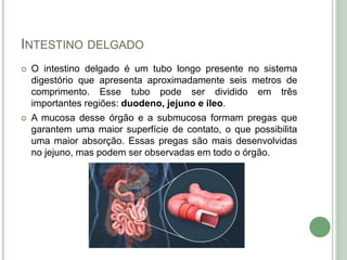 INTESTINO DELGADO
 O intestino delgado é um tubo longo presente no sistema
digestório que apresenta aproximadamente seis metros de
comprimento. Esse tubo pode ser dividido em três
importantes regiões: duodeno, jejuno e íleo.
 A mucosa desse órgão e a submucosa formam pregas que
garantem uma maior superfície de contato, o que possibilita
uma maior absorção. Essas pregas são mais desenvolvidas
no jejuno, mas podem ser observadas em todo o órgão.
 
