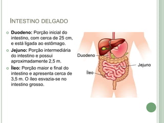 INTESTINO DELGADO
 Duodeno: Porção inicial do
intestino, com cerca de 25 cm,
e está ligada ao estômago.
 Jejuno: Porção intermediária
do intestino e possui
aproximadamente 2,5 m.
 Íleo: Porção maior e final do
intestino e apresenta cerca de
3,5 m. O íleo esvazia-se no
intestino grosso.
 