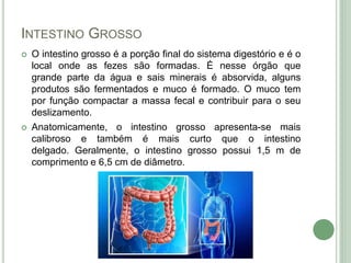 INTESTINO GROSSO
 O intestino grosso é a porção final do sistema digestório e é o
local onde as fezes são formadas. É nesse órgão que
grande parte da água e sais minerais é absorvida, alguns
produtos são fermentados e muco é formado. O muco tem
por função compactar a massa fecal e contribuir para o seu
deslizamento.
 Anatomicamente, o intestino grosso apresenta-se mais
calibroso e também é mais curto que o intestino
delgado. Geralmente, o intestino grosso possui 1,5 m de
comprimento e 6,5 cm de diâmetro.
 