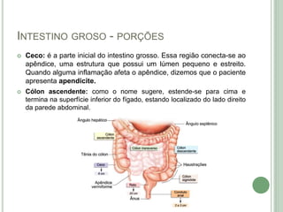 INTESTINO GROSO - PORÇÕES
 Ceco: é a parte inicial do intestino grosso. Essa região conecta-se ao
apêndice, uma estrutura que possui um lúmen pequeno e estreito.
Quando alguma inflamação afeta o apêndice, dizemos que o paciente
apresenta apendicite.
 Cólon ascendente: como o nome sugere, estende-se para cima e
termina na superfície inferior do fígado, estando localizado do lado direito
da parede abdominal.
 
