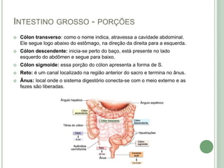 INTESTINO GROSSO - PORÇÕES
 Cólon transverso: como o nome indica, atravessa a cavidade abdominal.
Ele segue logo abaixo do estômago, na direção da direita para a esquerda.
 Cólon descendente: inicia-se perto do baço, está presente no lado
esquerdo do abdômen e segue para baixo.
 Cólon sigmoide: essa porção do cólon apresenta a forma de S.
 Reto: é um canal localizado na região anterior do sacro e termina no ânus.
 Ânus: local onde o sistema digestório conecta-se com o meio externo e as
fezes são liberadas.
 