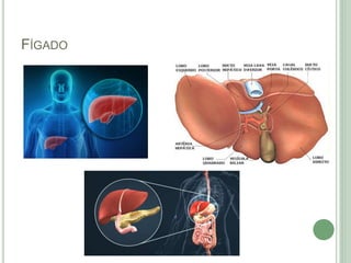 FÍGADO
 