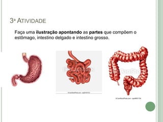3ª ATIVIDADE
Faça uma ilustração apontando as partes que compõem o
estômago, intestino delgado e intestino grosso.
 