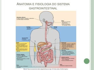 ANATOMIA E FISIOLOGIA DO SISTEMA
GASTROINTESTINAL
 