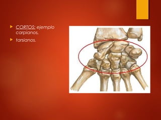  CORTOS: ejemplo
carpianos,
 tarsianos.
 