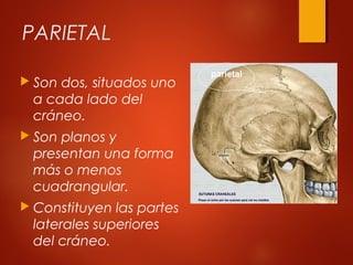 PARIETAL
 Son dos, situados uno
a cada lado del
cráneo.
 Son planos y
presentan una forma
más o menos
cuadrangular.
 Constituyen las partes
laterales superiores
del cráneo.
parietal
 