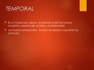 TEMPORAL
 Es un hueso par, plano, localizado entre los huesos
occipital, parietal de un lado y el esfenoides
 Los huesos temporales,  forman las sienes y soportan los
pómulos.
 