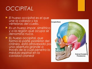 OCCIPITAL
 El hueso occipital es el que
une la cabeza y las
vértebras del cuello.
 Es un hueso impar, simétrico
y a la región que ocupa se
denomina nuca.
 EL hueso occipital, que
forma la parte posterior del
cráneo, está atravesado por
una abertura grande a
través de la cual penetra la
médula espinal en la
cavidad craneal
 