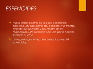 ESFENOIDES
 hueso impar central de la base del cráneo,
simétrico, situado detrás del etmoides y el frontal,
delante del occipital y por dentro de los
temporales. Esta formado por; una parte central,
llamada cuerpo.
 Unas prolongaciones, denominadas alas del
esfenoides.
 