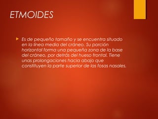 ETMOIDES
 Es de pequeño tamaño y se encuentra situado
en la línea media del cráneo. Su porción
horizontal forma una pequeña zona de la base
del cráneo, por detrás del hueso frontal. Tiene
unas prolongaciones hacia abajo que
constituyen la parte superior de las fosas nasales.
 