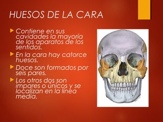 HUESOS DE LA CARA
 Contiene en sus
cavidades la mayoría
de los aparatos de los
sentidos.
 En la cara hay catorce
huesos.
 Doce son formados por
seis pares.
 Los otros dos son
impares o únicos y se
localizan en la línea
media.
 