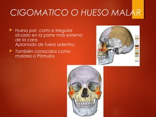 CIGOMATICO O HUESO MALAR
 Hueso par, corto e irregular
situado en la parte más externa
de la cara.
Aplanado de fuera adentro.
 También conocidos como
malares o Pómulos
 