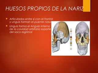 HUESOS PROPIOS DE LA NARIZ
 Articulados entre si con el frontal
y unguis forman el puente nasal
 Unguis forma el Angulo interno
de la cavidad orbitaria soporte
del saco lagrimal
 